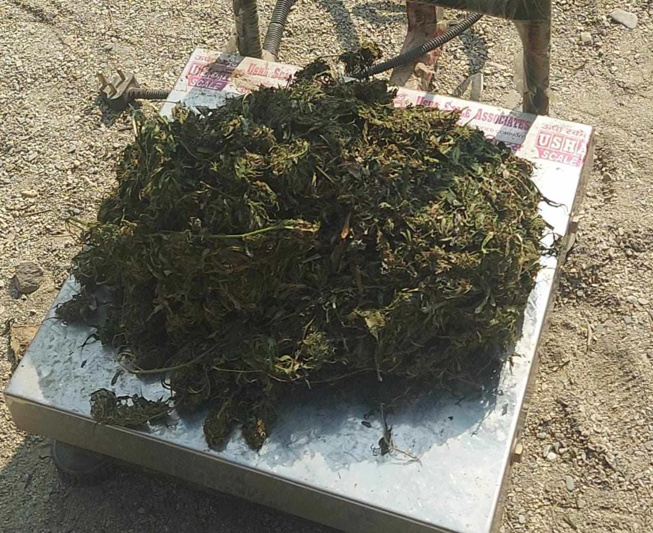 सल्यानबाट आठ सय ग्राम गाँजा सहित दुई भारतिय पक्राउ 