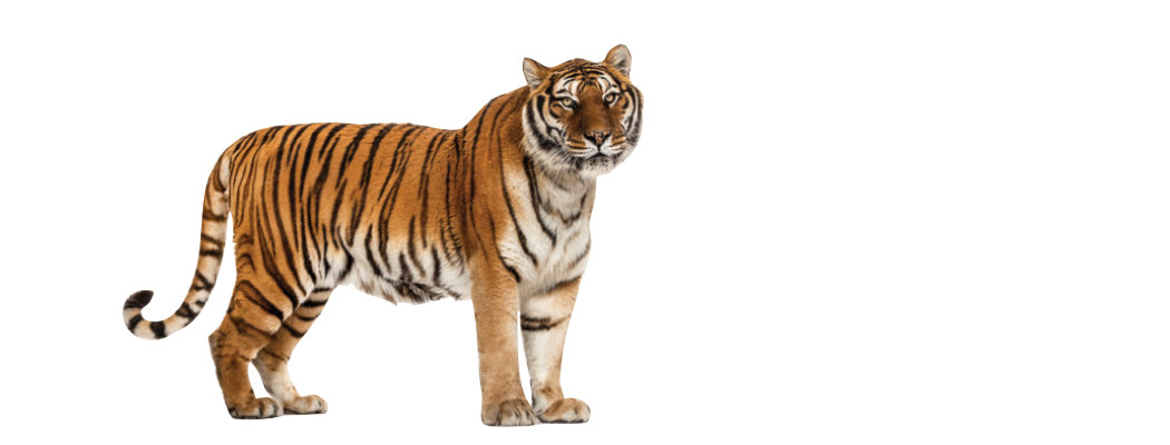 दार्मा गाउँपालिकामा बाघको आतङ्क : पाँच बाख्रा खाएपछि स्थानीय त्रसित