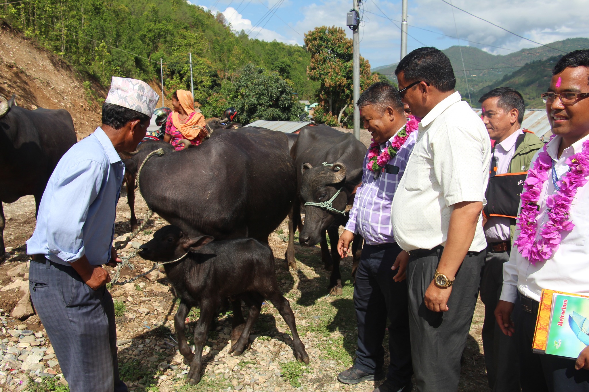 दुग्ध उत्पादन बढाउन सल्यानका किसानलाई भैँसी वितरण