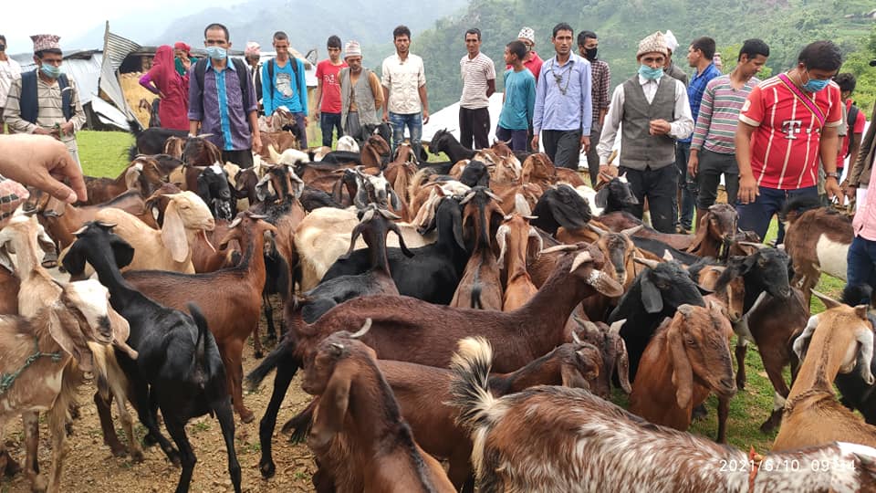 कालिमाटी गाउँपालिकामा एक सय बाख्रा वितरण 