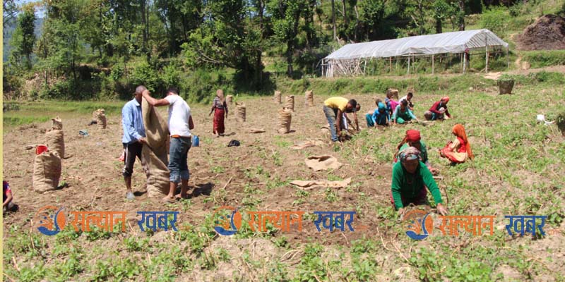 सल्यानमा आलु उत्पादन बढ्यो