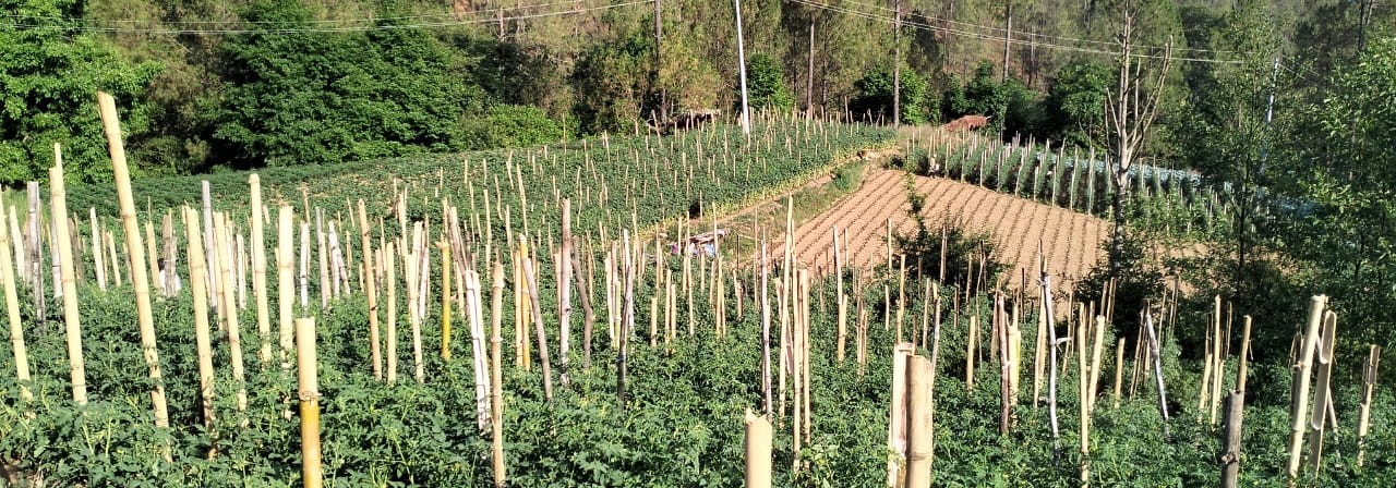 बेमौसमी तरकारीको बजारीकरण गर्दै कपुरकोट गाउँपालिका