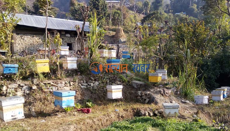 महको उत्पादन घटेपछि सल्यानका किसान मर्कामा 