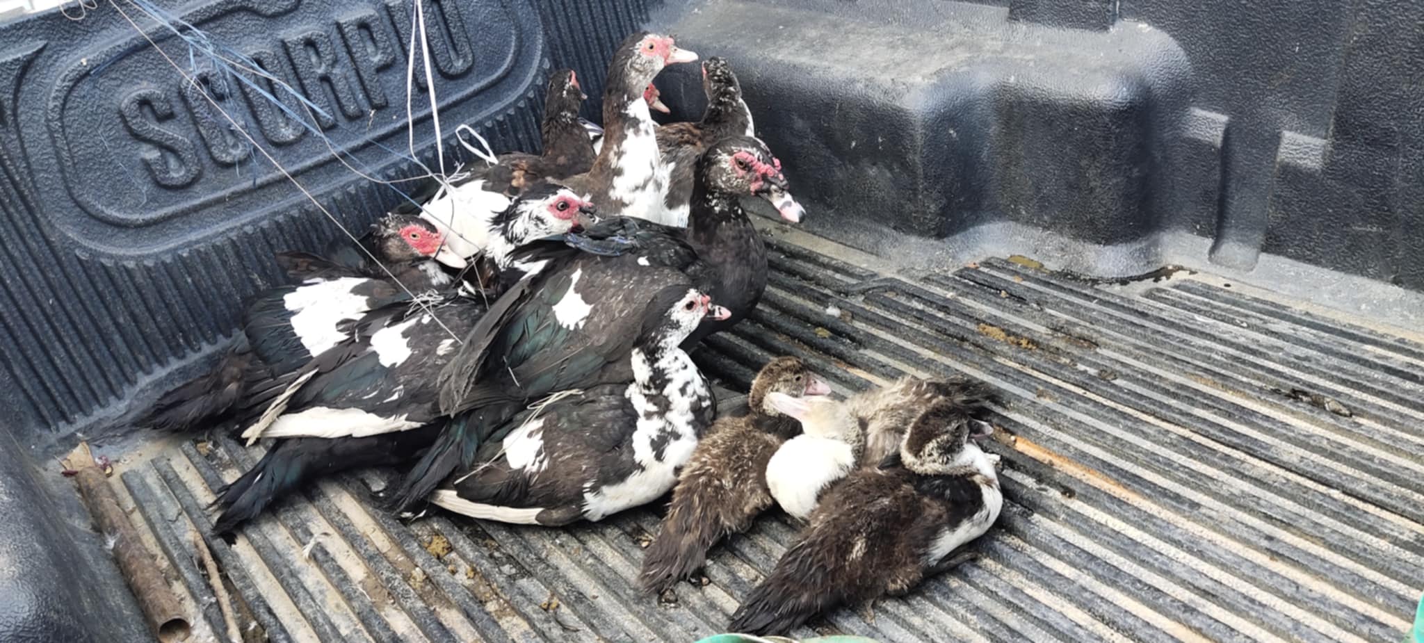 सल्यानमा सडक बाटोमा पशुपंक्षी छोड्न प्रतिवन्ध 