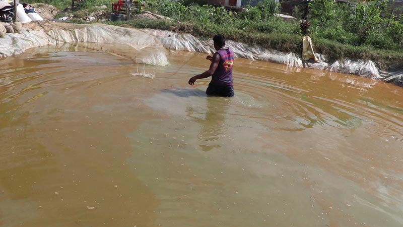 सल्यानमा फस्टाउँदै माछा पालन व्यवसाय 