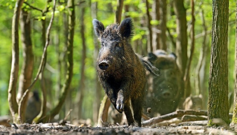 सल्यानमा जङ्गली बँदेलको आक्रमणबाट बालक घाइते 