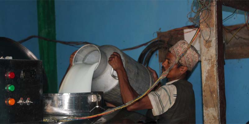 सल्यानमा  ३ सय मेटिक्टन दूध उत्पादन 