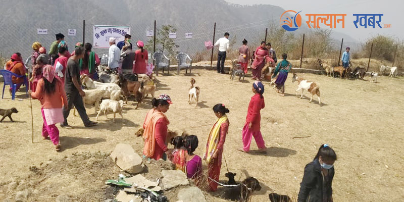 सल्यानको त्रिवेणी गाउँपालिकामा निःशुल्क पशु स्वास्थ्य शिविर सम्पन्न 