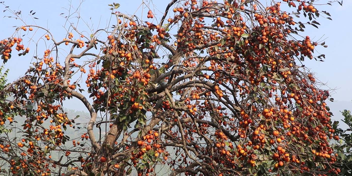सल्यानमा हलुवाबेद खेती विस्तारका लागि कार्यक्रम सुरु