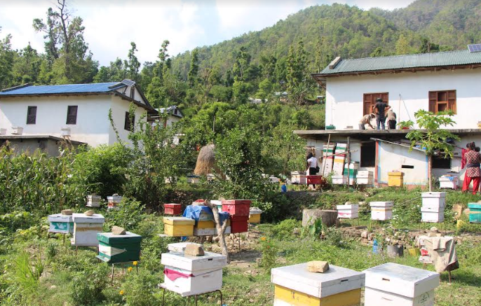 सल्यानमा वर्षेनि घट्दै मह उत्पादन