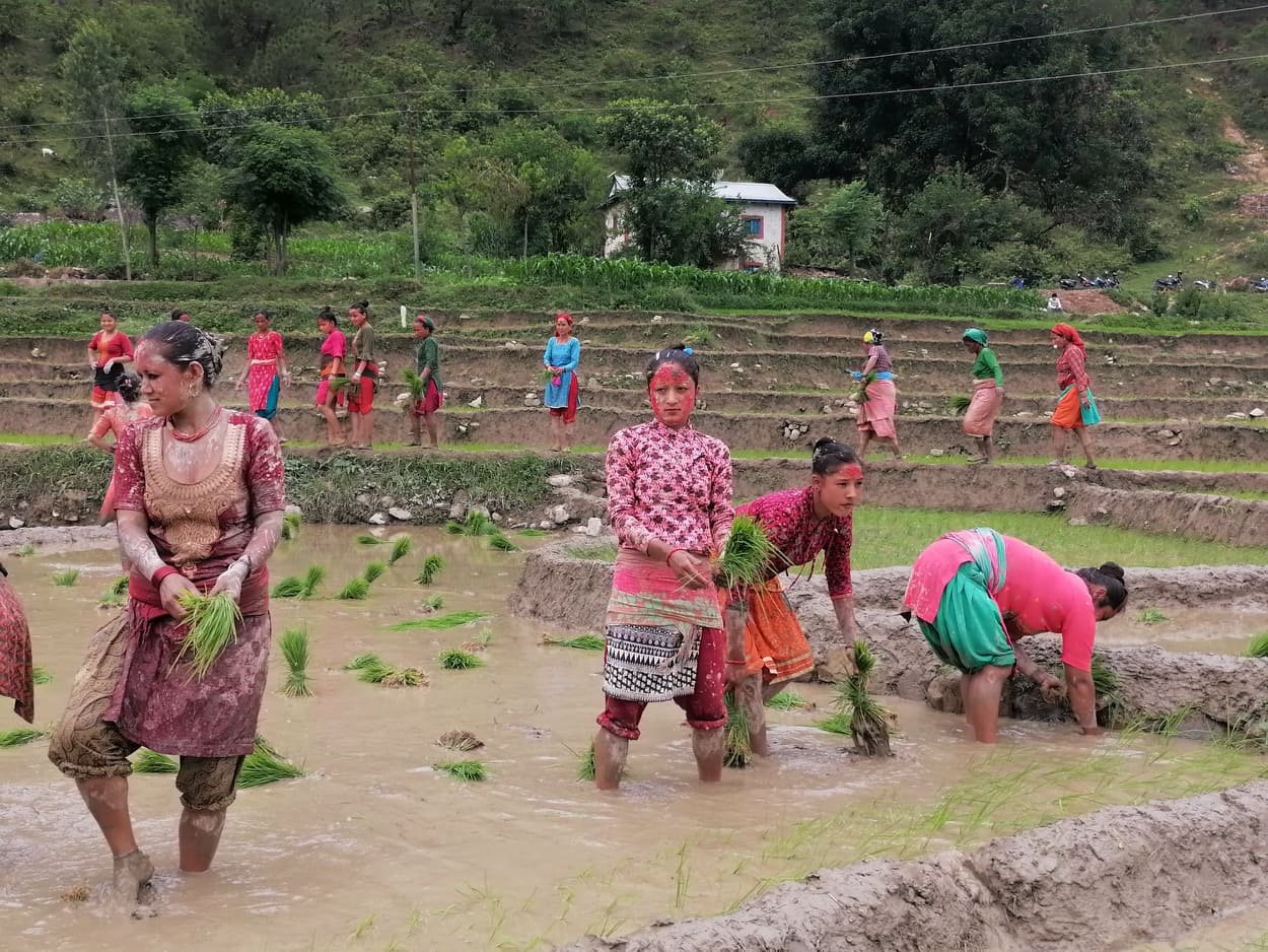 कोरोना त्रासलाई थन्क्याएर धान रोपाइँमा व्यस्त सल्यानका किसान 