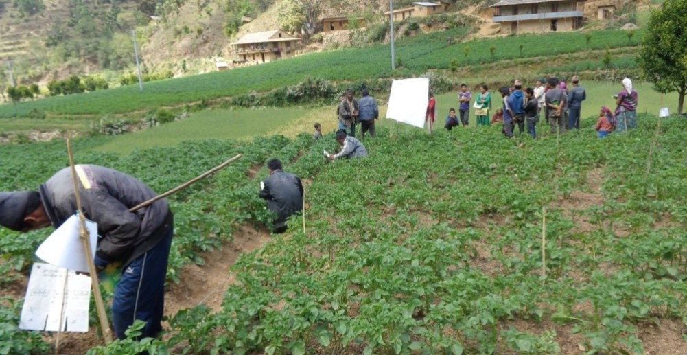 सल्यानका चार पालिकामा आलु प्रवर्द्धन कार्यक्रम