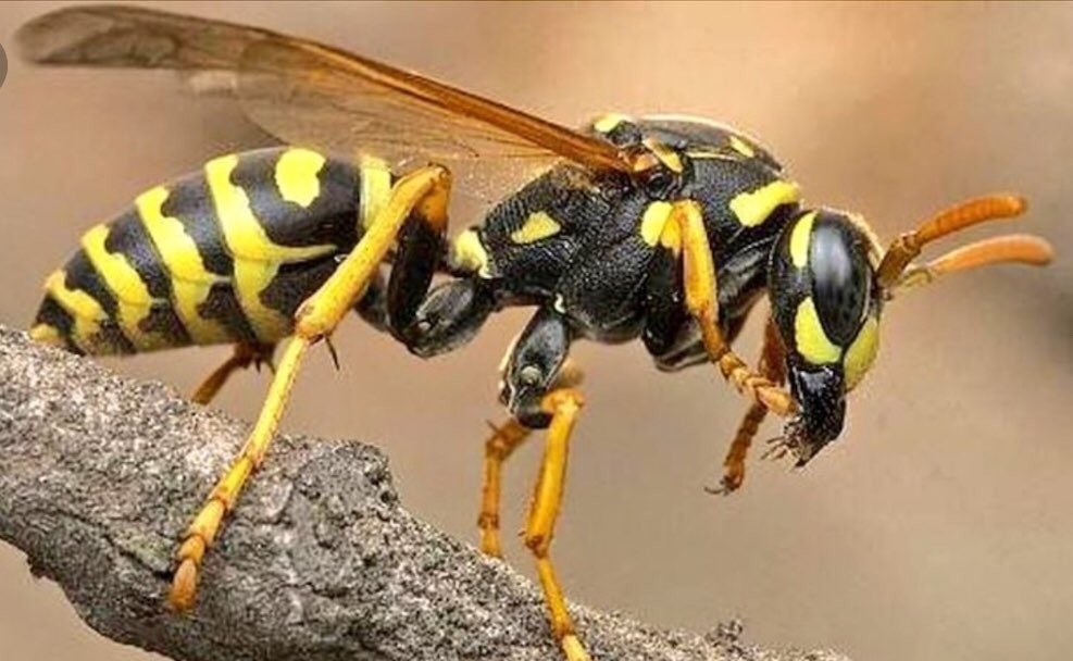 सल्यानमा अरिंगालको टोकाईबाट आमाछोरीको मृत्यु 