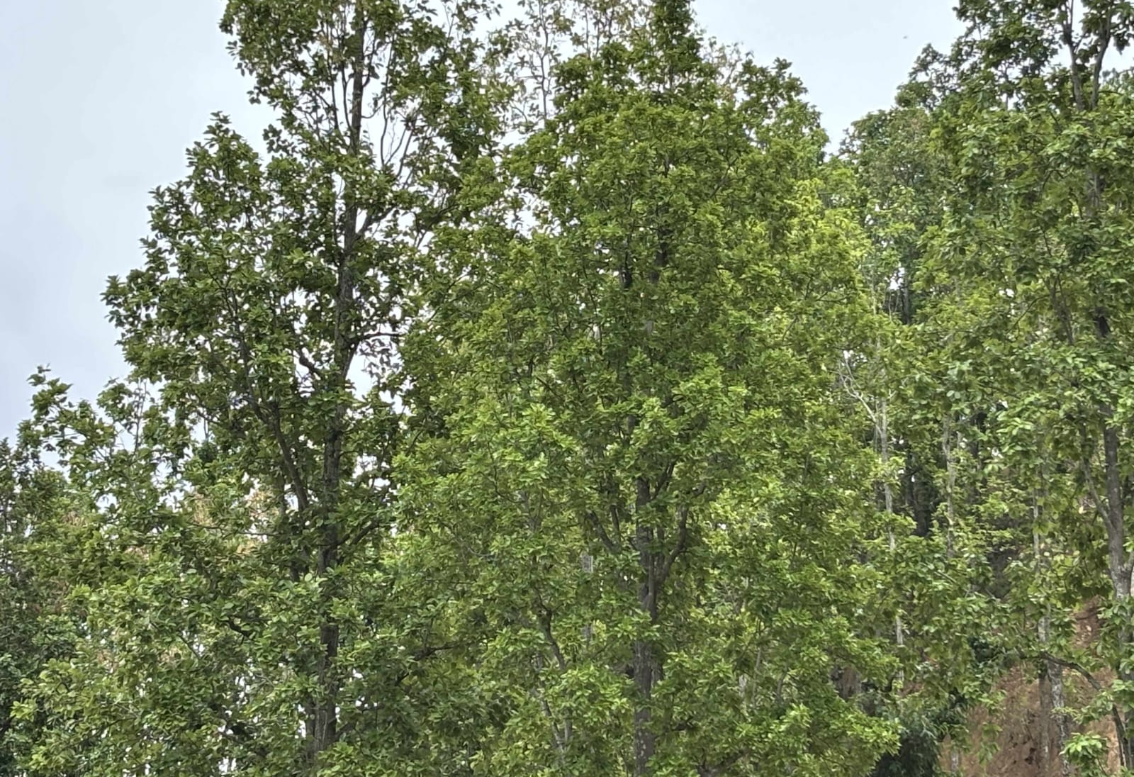 सल्लाको वन प्रतिस्थापन गर्दै सल्यानका सामुदायिक वन 