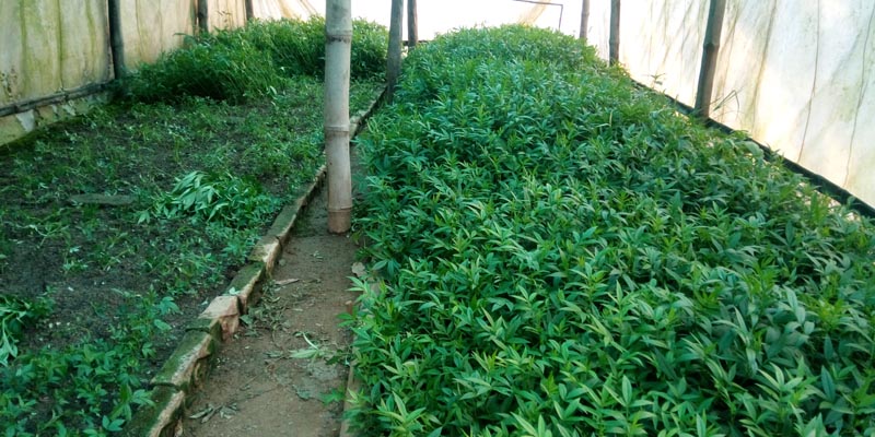 सल्यानका नर्सरी व्यवसायीलाई भ्याइ नभ्याई