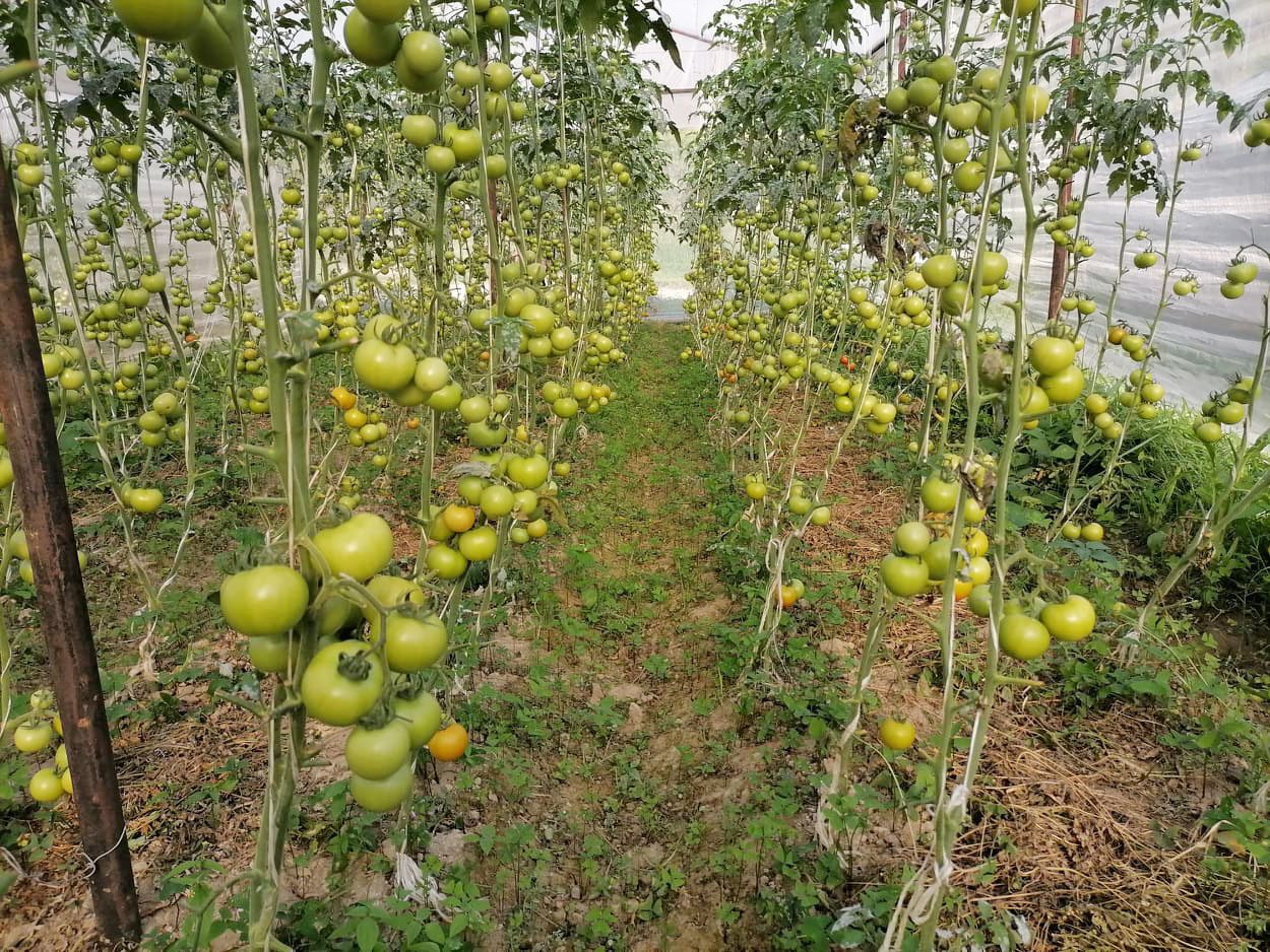 तरकारी खेतीबाट मनग्य आम्दानी गर्दै सल्यानका युवा  