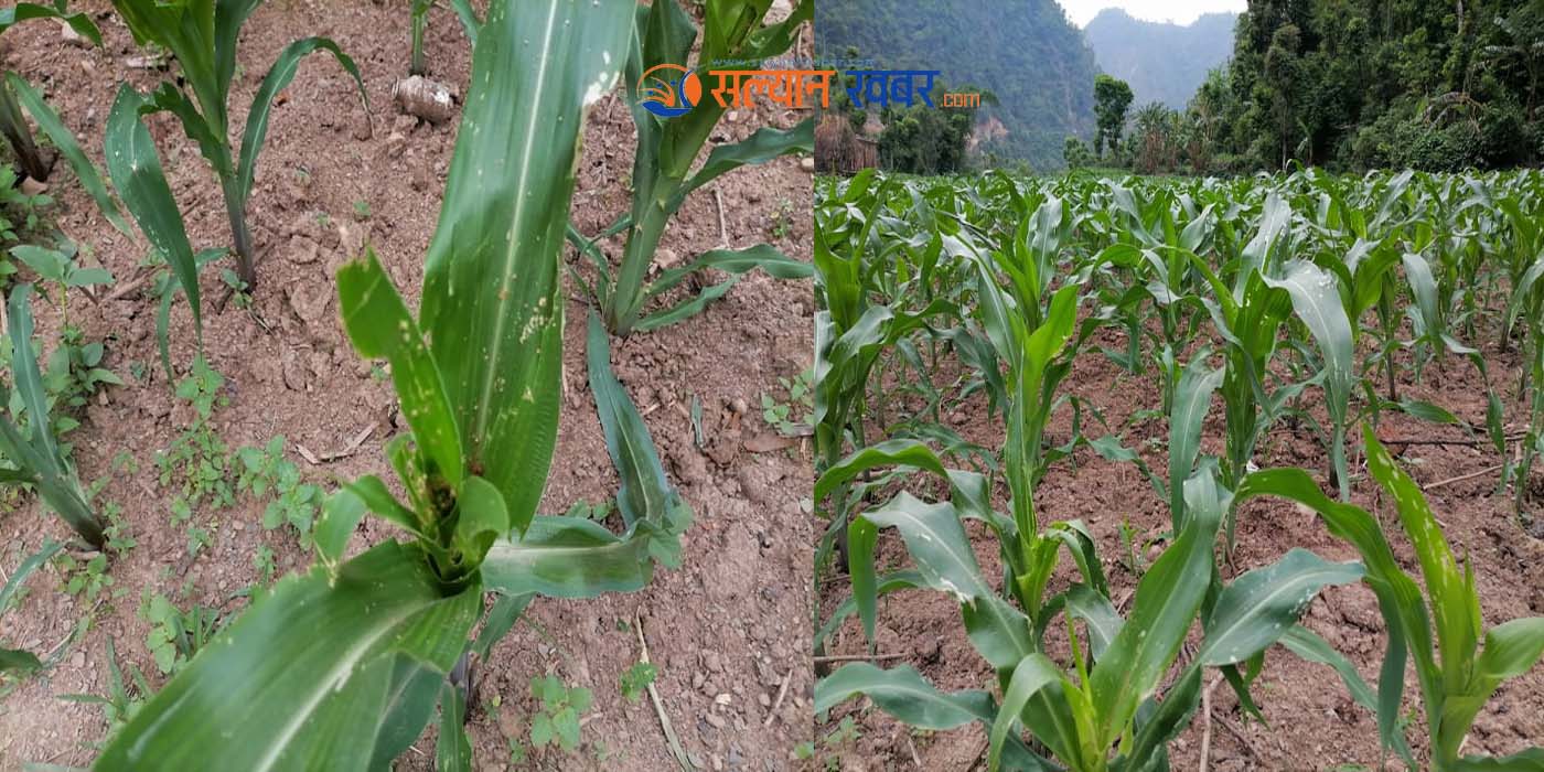 सल्यानका किसानको मकै बालीमा गुबारो र फेद कटुवा किराको प्रकोप 