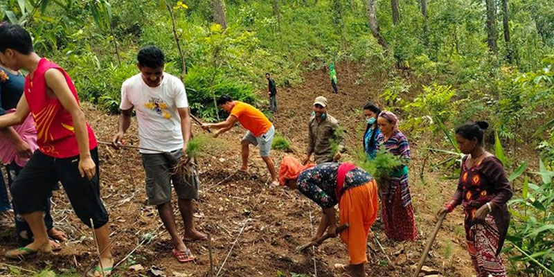 कुरिलो खेतीतर्फ सल्यानका किसानको आकर्षण बढ्दो 