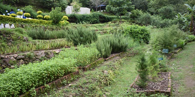 सल्यानमा १ लाख ५० हजार जडीबुटीका विरुवा निःशुल्क वितरण 