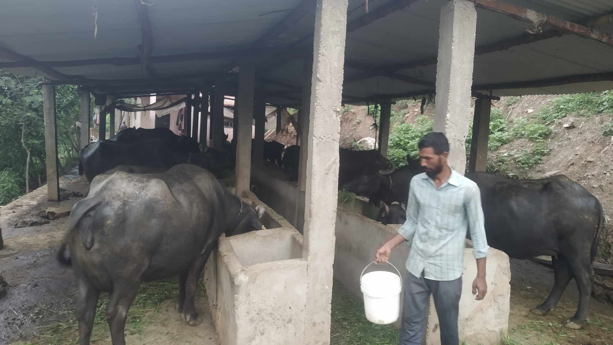 व्यावसायिक भैँसी पालनमा रमाउँदै दीप, बजारको भने समस्या 