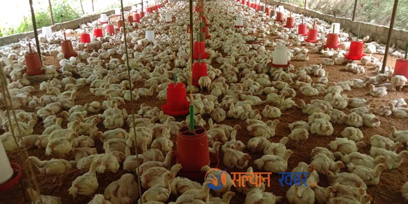 दाना र बजार नपाएपछि खोरमै मर्न थाले कुखुरा,