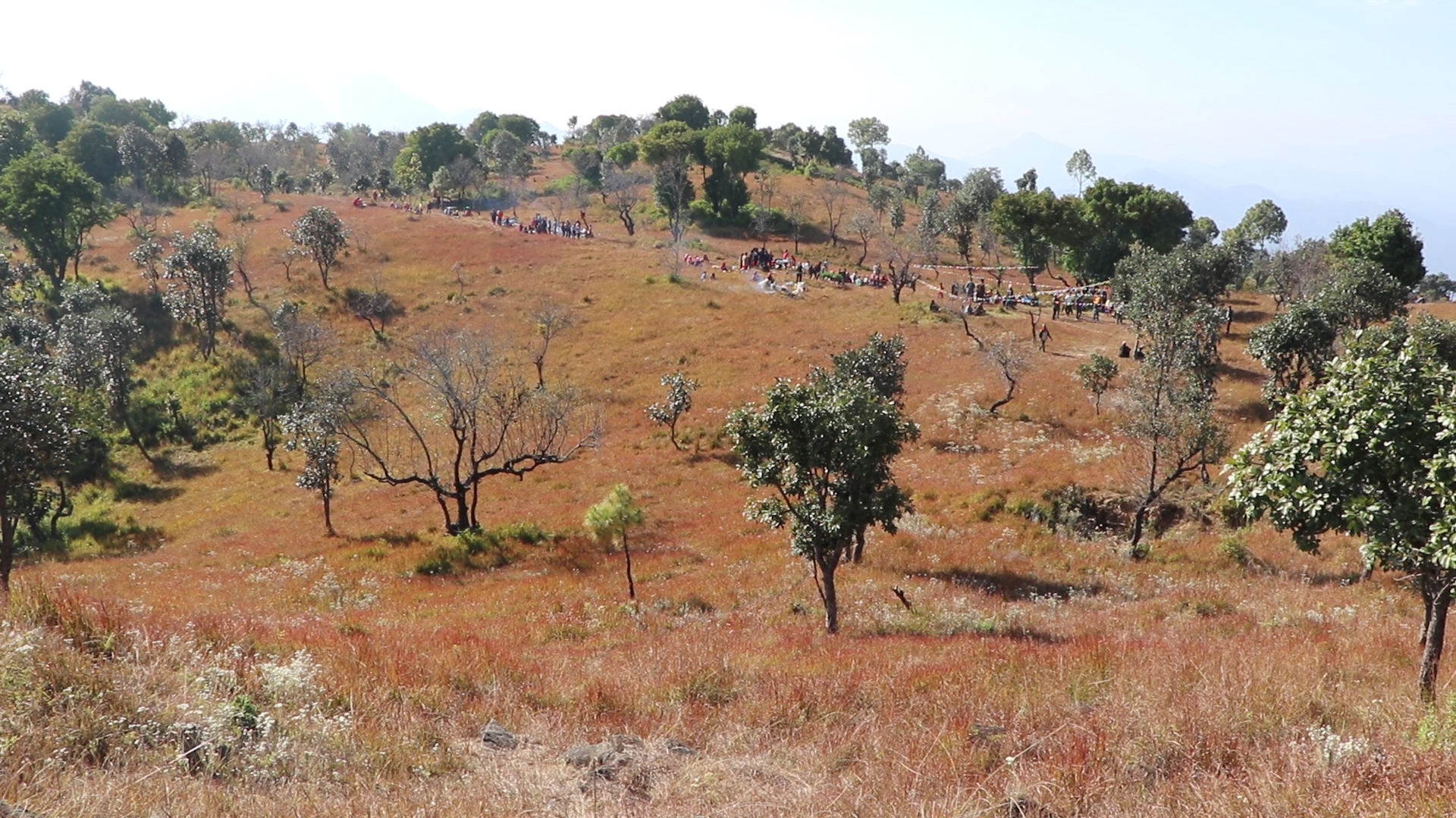मालिकामा रोपियो १२ सय ओखरका बिरुवा