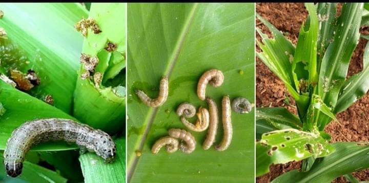 सल्यानमा मकै बालीमा फौजी किराको प्रकोप 