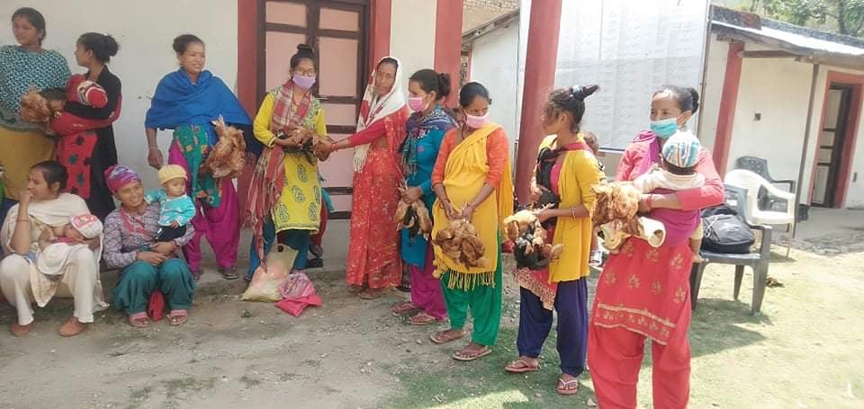 रुकुम चौरजहारी नगरपालिकाद्धारा सुनौलो हजार दिनका आमाहरुलाई कुखुरा वितरण 