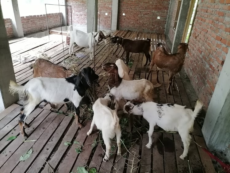 बाख्रा पालनबाट मनग्य आम्दानी गर्दै सल्यानका किसान 