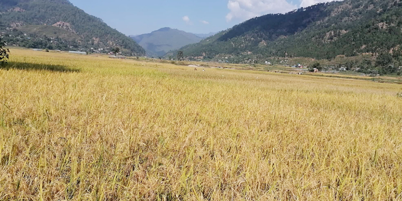 सल्यानमा धान उत्पादनमा वृद्धि 