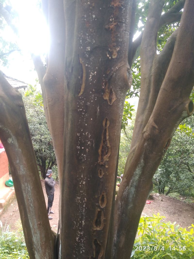 सल्यानका सुन्तलामा पिङ्ग रोग 