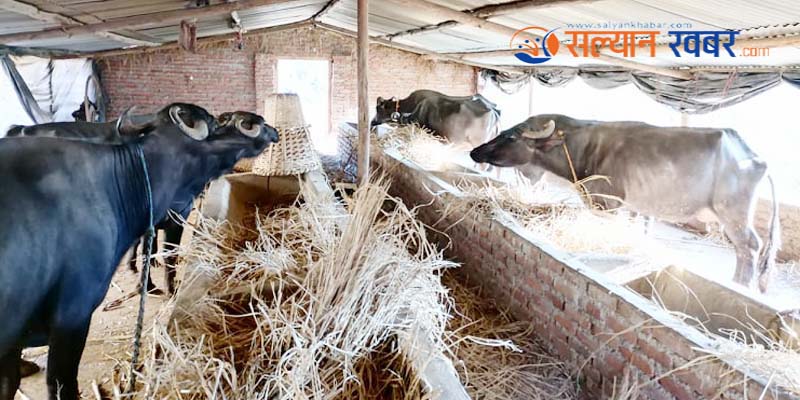 विदेशबाट फर्केर भैसी पाल्दै युवा,मासिक ६० हजार आम्दानी 