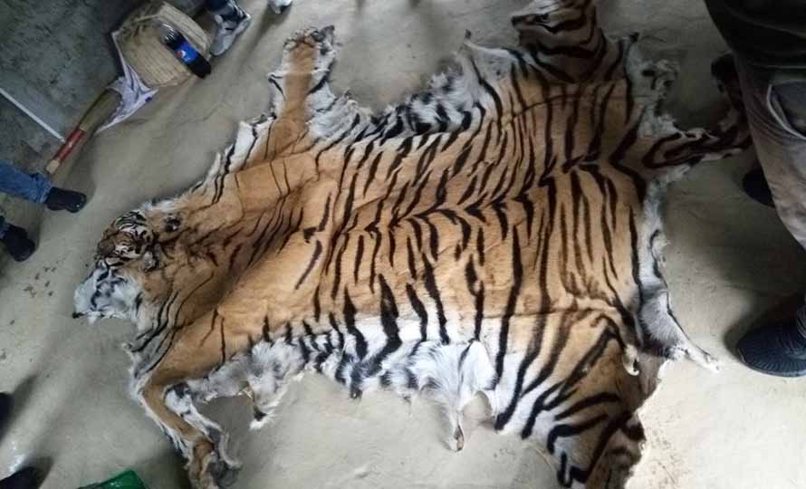 दाङबाट बाघको छालासहित दुईजना पक्राउ