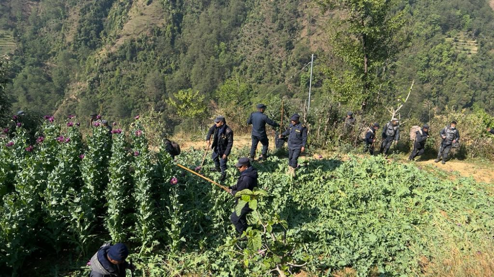 रोल्पामा २८ रोपनीमा लगाइएको अफिम खेती प्रहरीद्वारा नष्ट