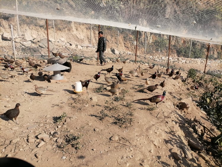 २३ लाख लगानी गरेर कालिज पाल्दै सल्यानका २१ वर्षीय लक्ष्मण