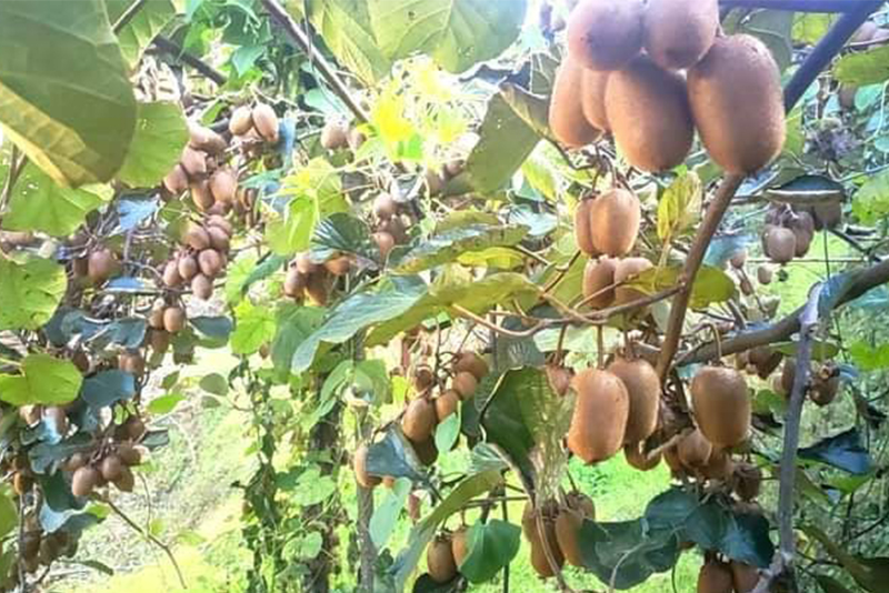किवी खेतीमा सल्यानका किसानको आकर्षण 