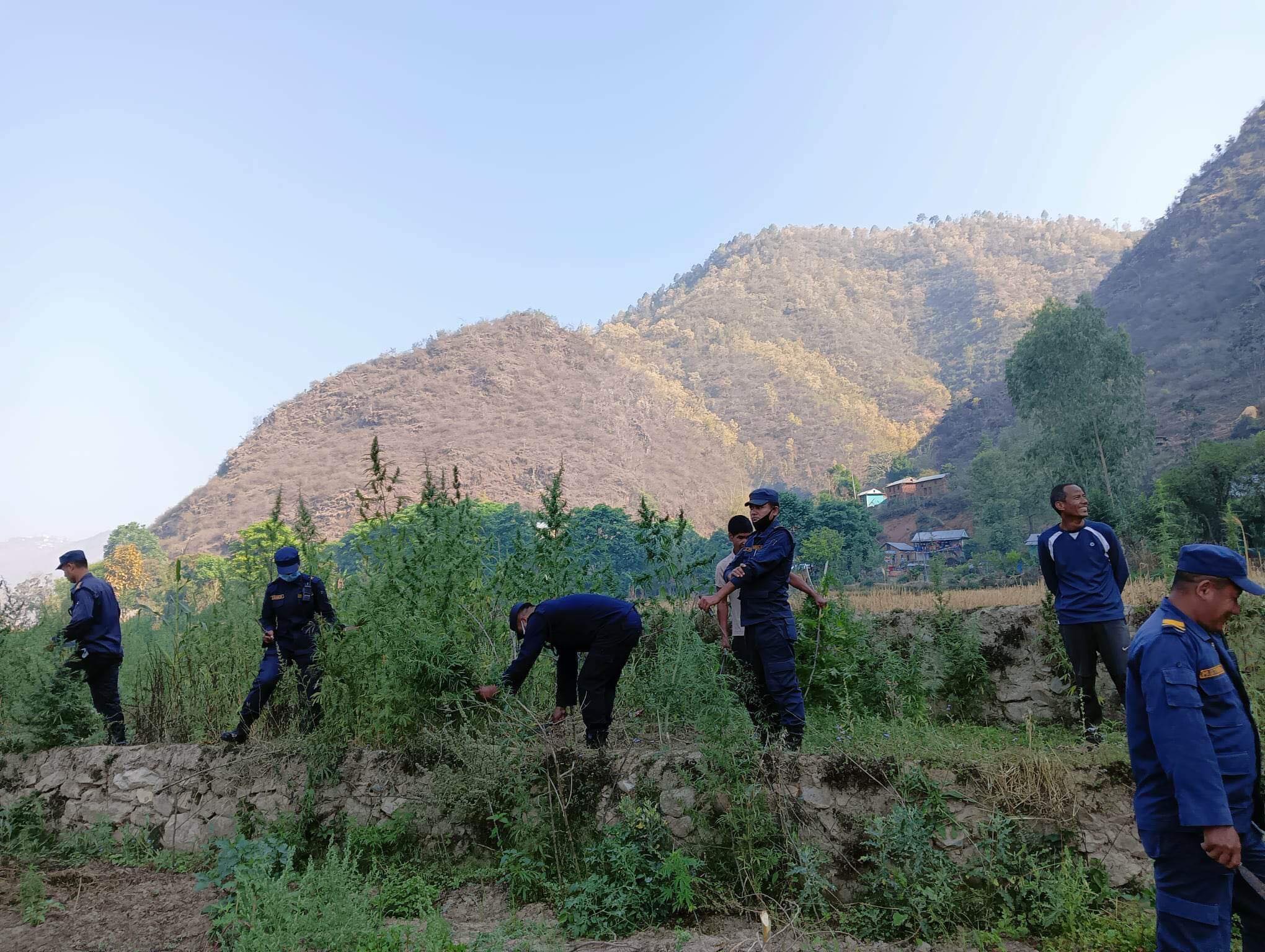 सल्यानमा एक ट्याक्टर गाँजा नष्ट 