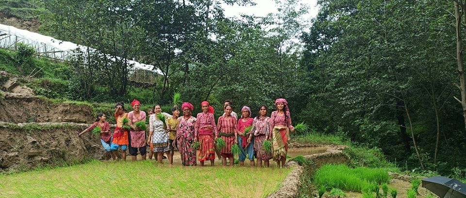 सल्यानमा ८० प्रतिशत धान रोपाइ