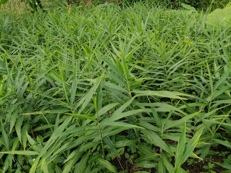 अदुवाले मूल्य नपाएपछि सल्यानका किसान चिन्तित 