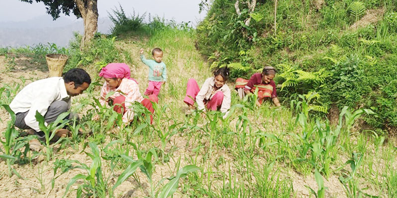 निषेधाज्ञामा पनि सल्यानका किसानलाई कामको चटारो 