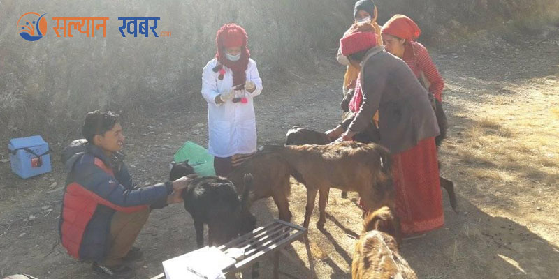 बनगाड कुपिण्डेका २५ हजार बढी भेडाबाख्रालाई पिपिआर विरुद्धको खोप लगाइने 