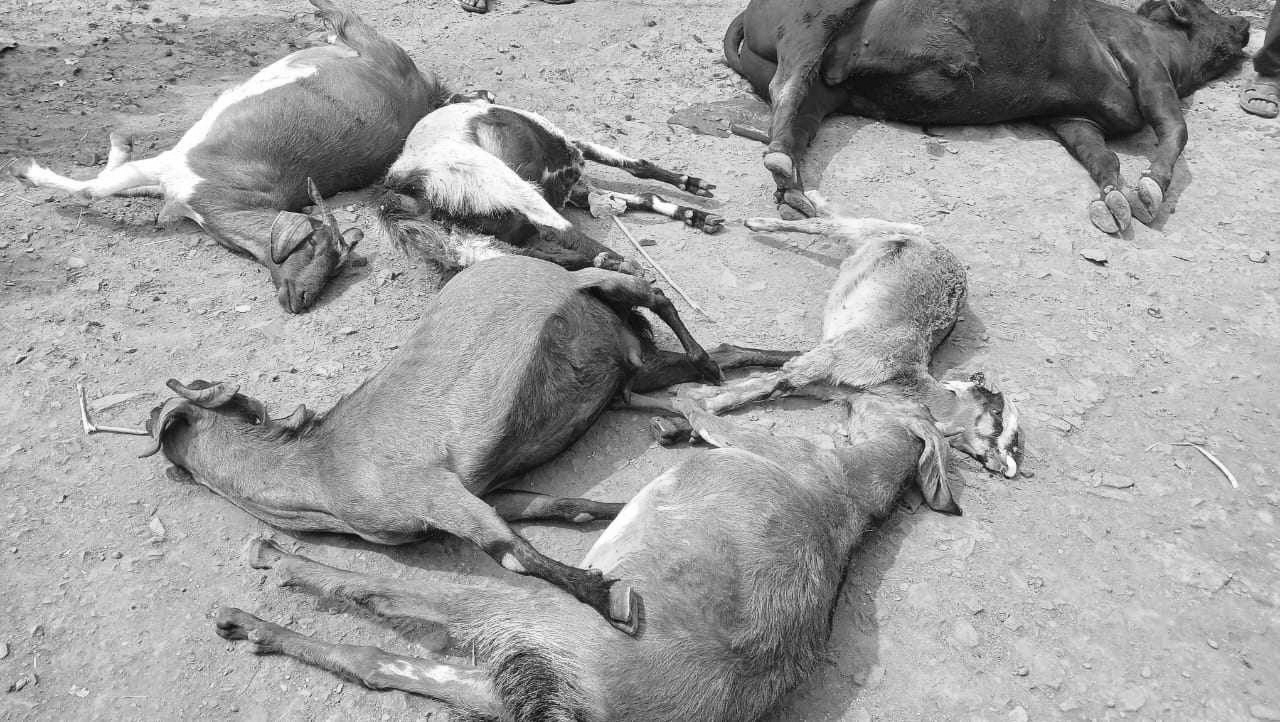 सल्यानमा  चट्याङ पर्दा ८ पशु चौपाया मरे