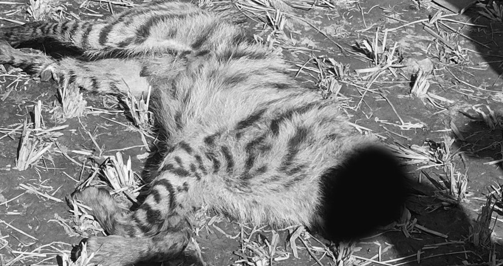 सल्यानको शान्तिनगरमा टाउको बिनाको जंगली जनावर हुँडार मृत फेला 