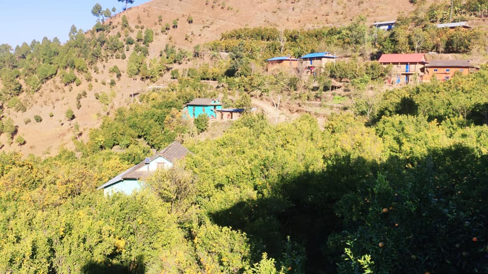 सल्यानको एउटै गाउँमा पाँच करोडको सुन्तला 