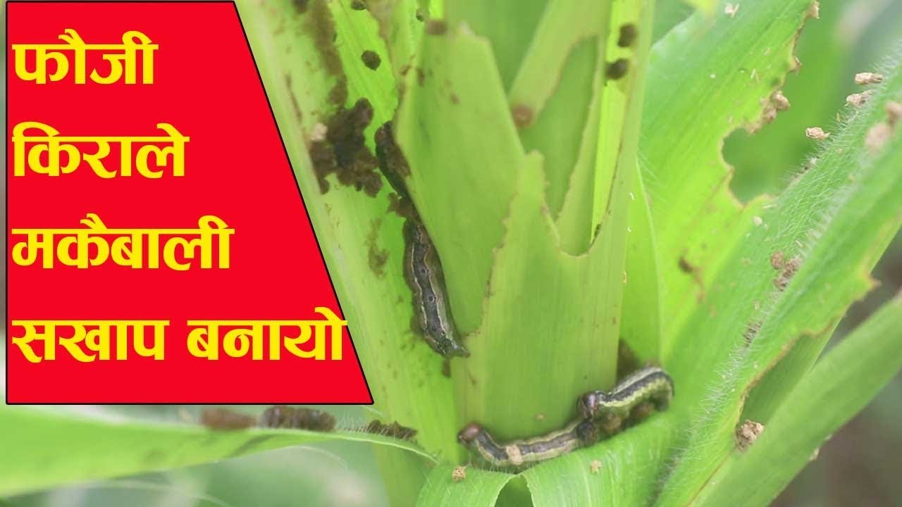 सल्यानमा फौजी किराले मकै सखाप पारेपछि किसान चिन्तित 
