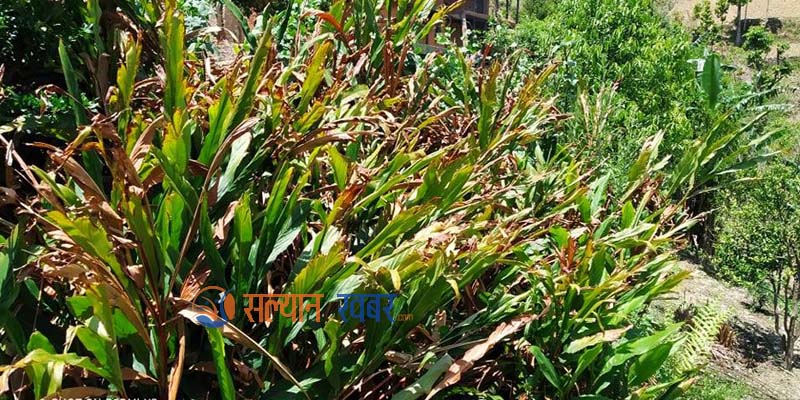 सल्यानमा अलैंची र भुई स्याउले बजार पाएन