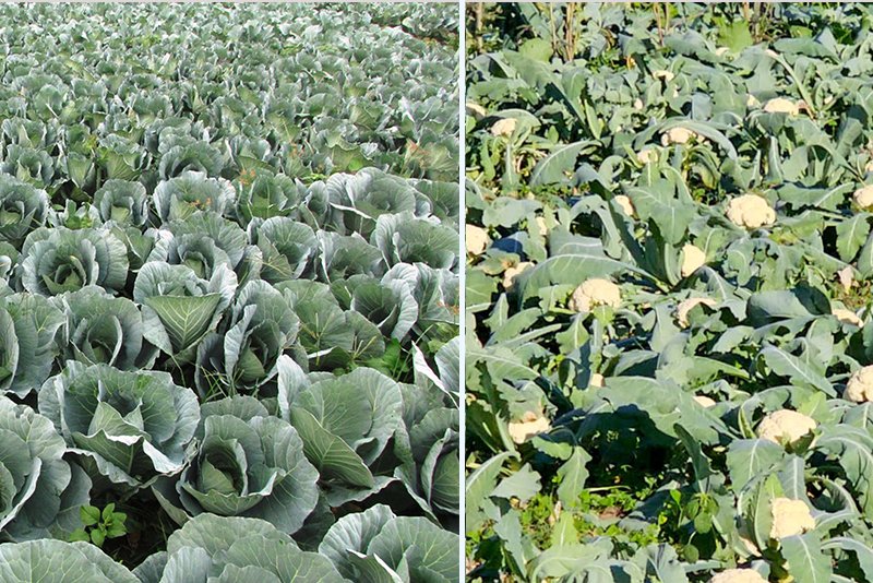 काउली र बन्दागोभीको न्यूनतम समर्थन मूल्य तोक्दै कर्णाली सरकार