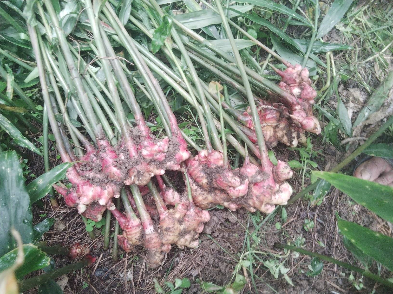 सल्यानमा अदुवा उत्पादनमा वृद्धि