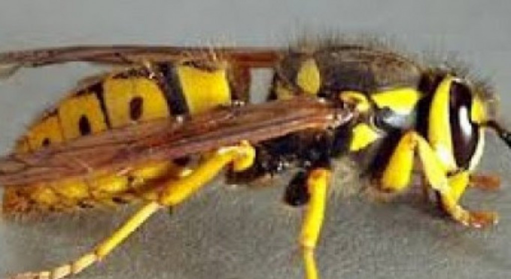 सल्यानमा अरिङगालको टोकाइबाट एक युवकको मृत्यु