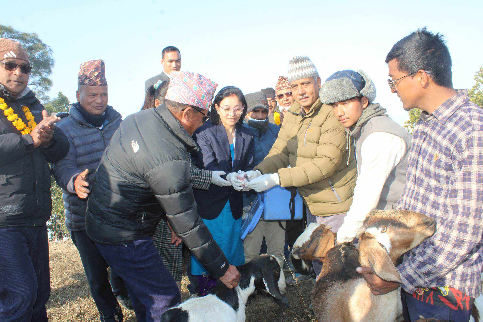 राष्ट्रिय पिपिआर खोप अभियान २०८० किसान गोठबाट सुरु 